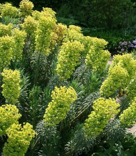 Euphorbia characias wulfenii